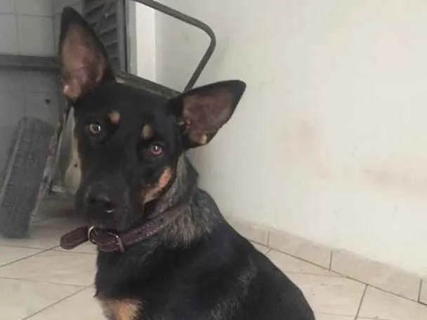 Cachorro raça SRD  idade 2 anos nome Protetor e Mel