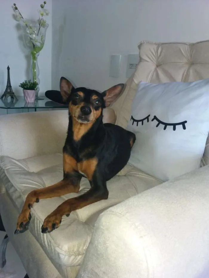 Cachorro ra a Pinscher idade 6 ou mais anos nome Bruce