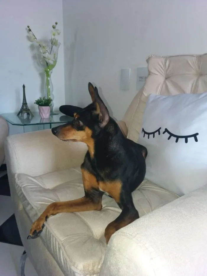 Cachorro ra a Pinscher idade 6 ou mais anos nome Bruce