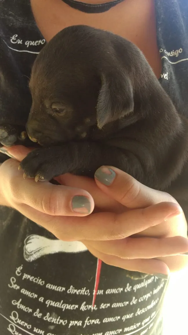 Cachorro raça  idade Abaixo de 2 meses nome Luna