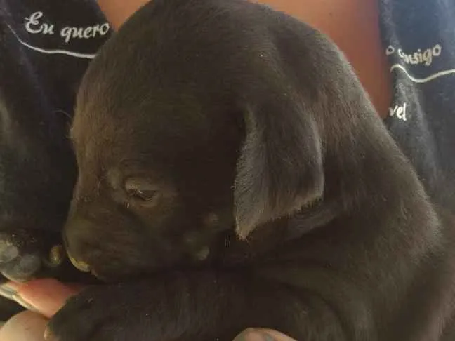 Cachorro raça  idade Abaixo de 2 meses nome Luna