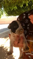 Brisa