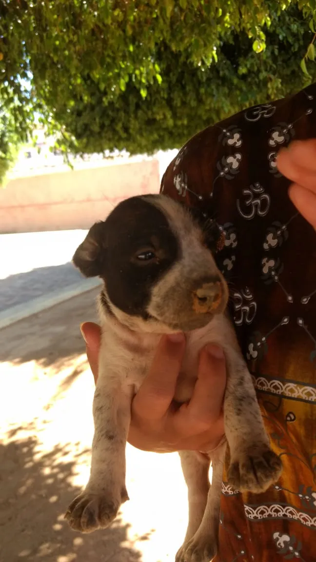 Cachorro raça  idade Abaixo de 2 meses nome Brisa