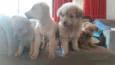 Lua,atual,amora,Lili