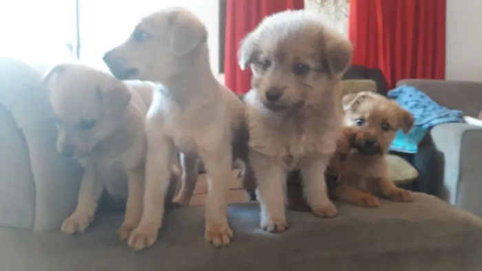 Cachorro ra a Sem raça  idade Abaixo de 2 meses nome Lua,atual,amora,Lili