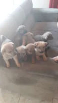 Lua,atual,amora,Lili