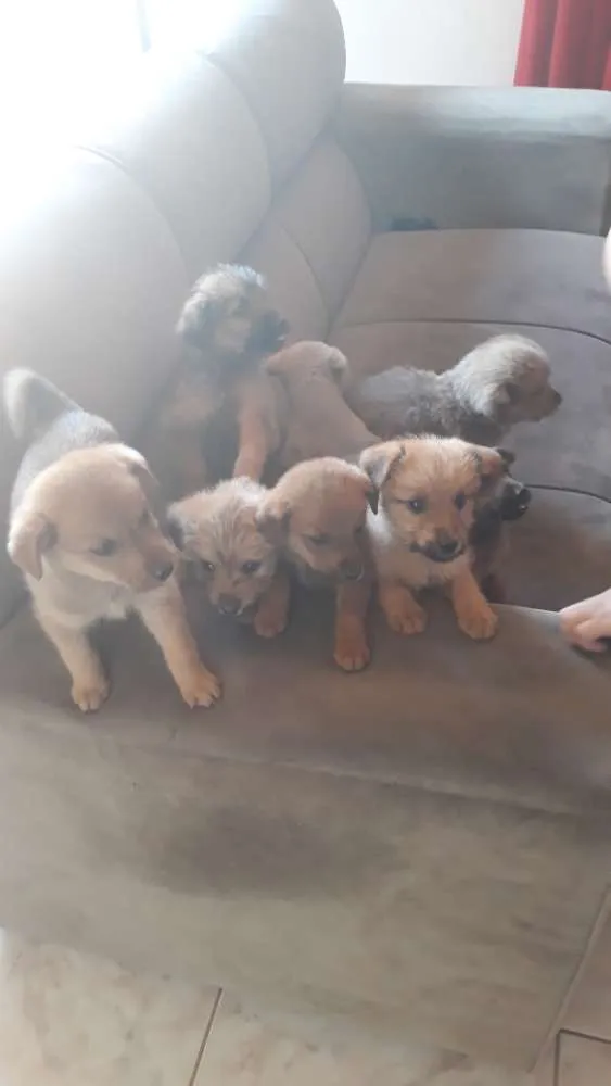 Cachorro ra a Sem raça  idade Abaixo de 2 meses nome Lua,atual,amora,Lili