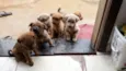 Lua,atual,amora,Lili