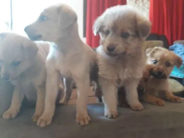 Cachorro ra a Sem raça  idade Abaixo de 2 meses nome Lua,atual,amora,Lili