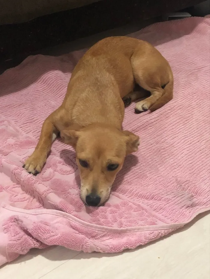 Cachorro ra a Sem raça definida idade 7 a 11 meses nome Prada