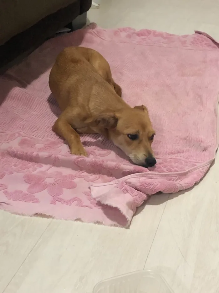 Cachorro ra a Sem raça definida idade 7 a 11 meses nome Prada