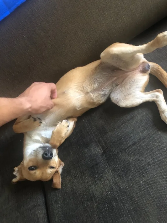 Cachorro ra a Sem raça definida idade 7 a 11 meses nome Prada