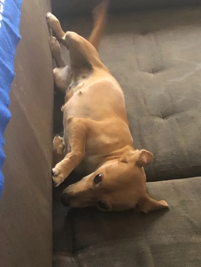 Cachorro ra a Sem raça definida idade 7 a 11 meses nome Prada