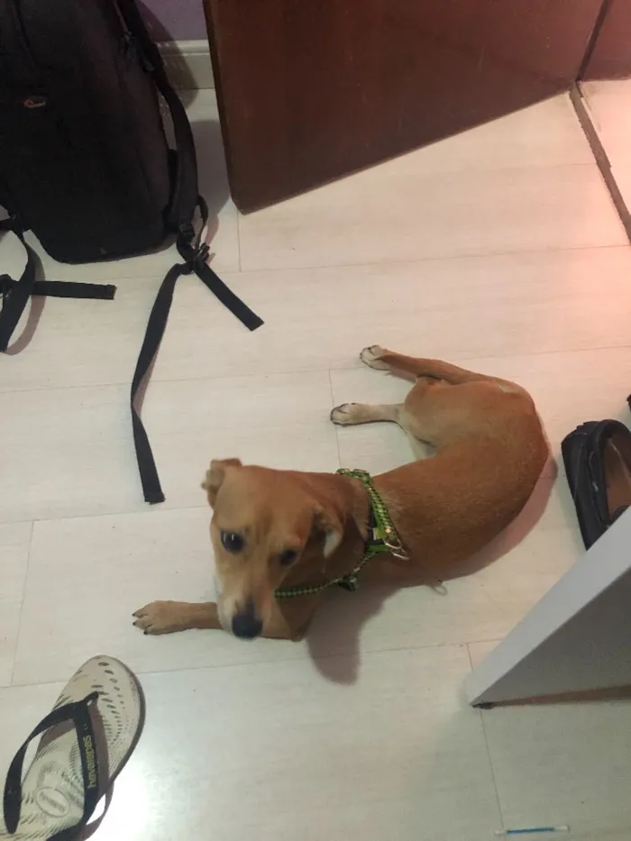 Cachorro ra a Sem raça definida idade 7 a 11 meses nome Prada