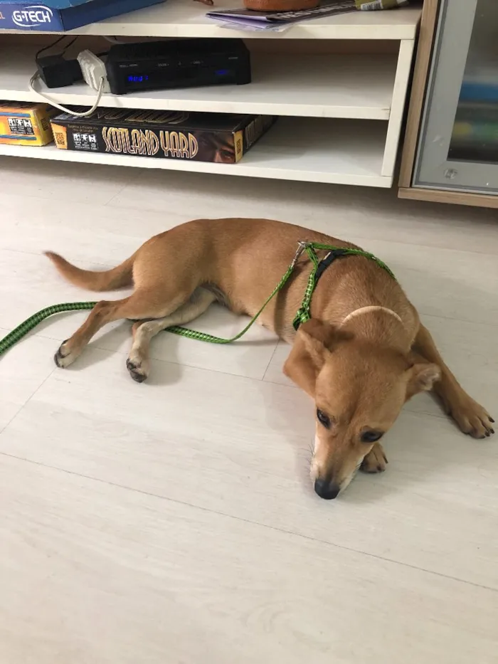 Cachorro ra a Sem raça definida idade 7 a 11 meses nome Prada