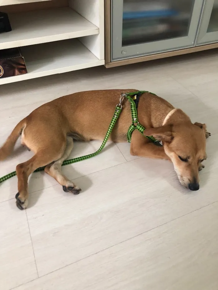 Cachorro ra a Sem raça definida idade 7 a 11 meses nome Prada