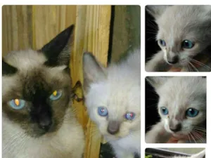 Gato raça Mestiço siamês  idade 2 a 6 meses nome Não tem nome