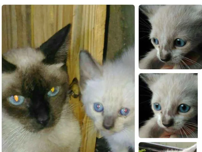 Gato ra a Mestiço siamês  idade 2 a 6 meses nome Não tem nome