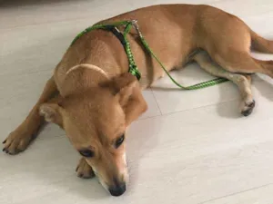 Cachorro raça Sem raça definida idade 7 a 11 meses nome Prada
