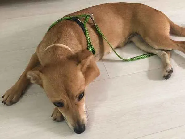 Cachorro ra a Sem raça definida idade 7 a 11 meses nome Prada