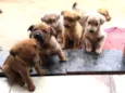 Lua,atual,amora,Lili