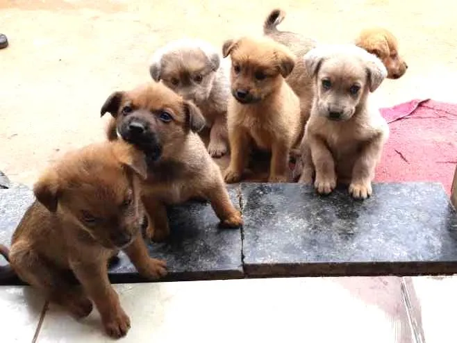 Cachorro ra a Sem raça  idade Abaixo de 2 meses nome Lua,atual,amora,Lili