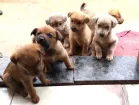 Cachorro raça Sem raça  idade Abaixo de 2 meses nome Lua,atual,amora,Lili