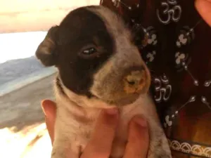 Cachorro raça  idade Abaixo de 2 meses nome Brisa