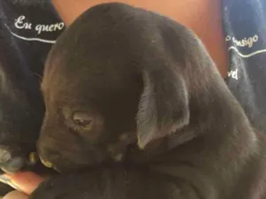 Cachorro raça  idade Abaixo de 2 meses nome Luna