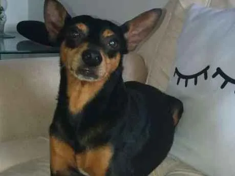 Cachorro ra a Pinscher idade 6 ou mais anos nome Bruce