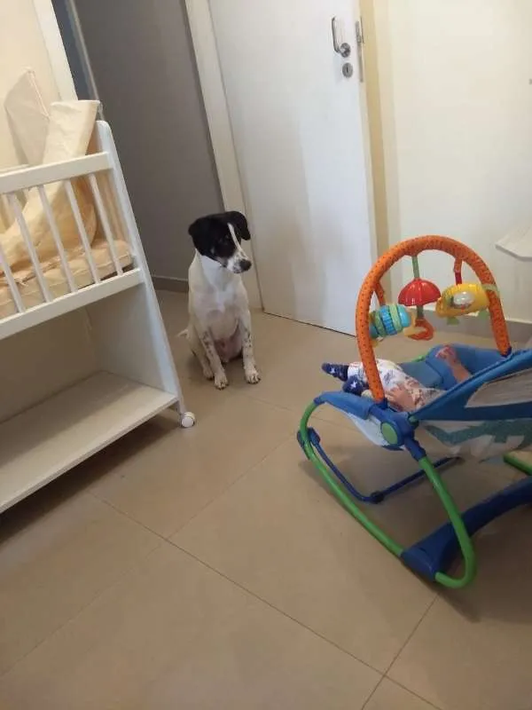 Cachorro ra a SRD idade 7 a 11 meses nome Don