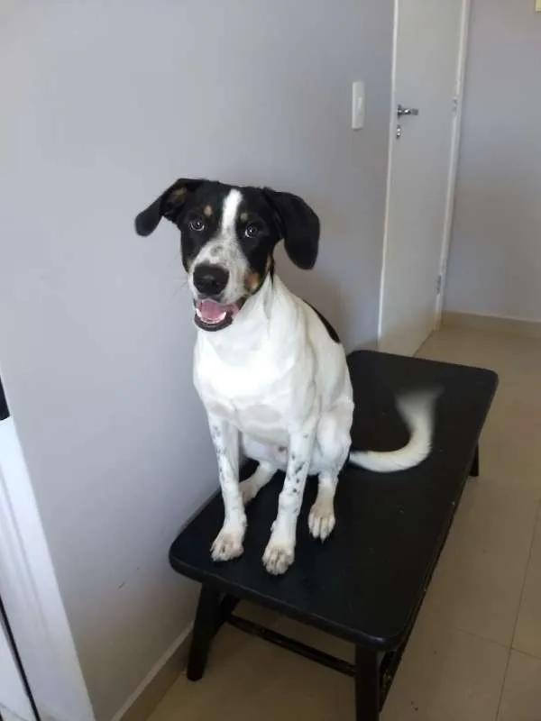 Cachorro ra a SRD idade 7 a 11 meses nome Don