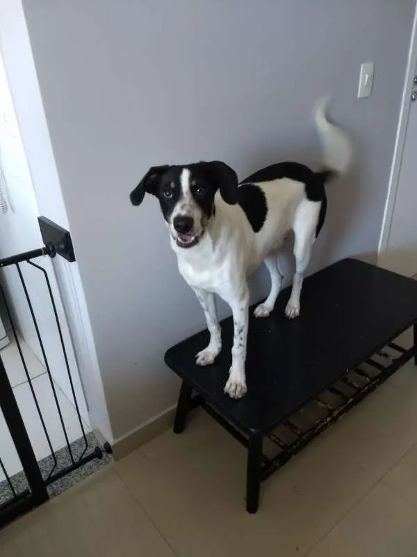 Cachorro ra a SRD idade 7 a 11 meses nome Don