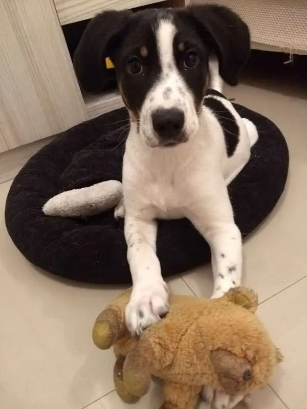 Cachorro ra a SRD idade 7 a 11 meses nome Don