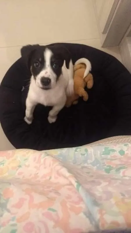 Cachorro ra a SRD idade 7 a 11 meses nome Don