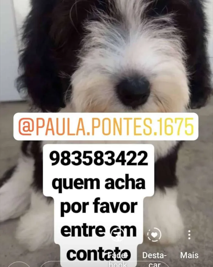 Cachorro ra a Pudou idade 2 a 6 meses nome Estrela