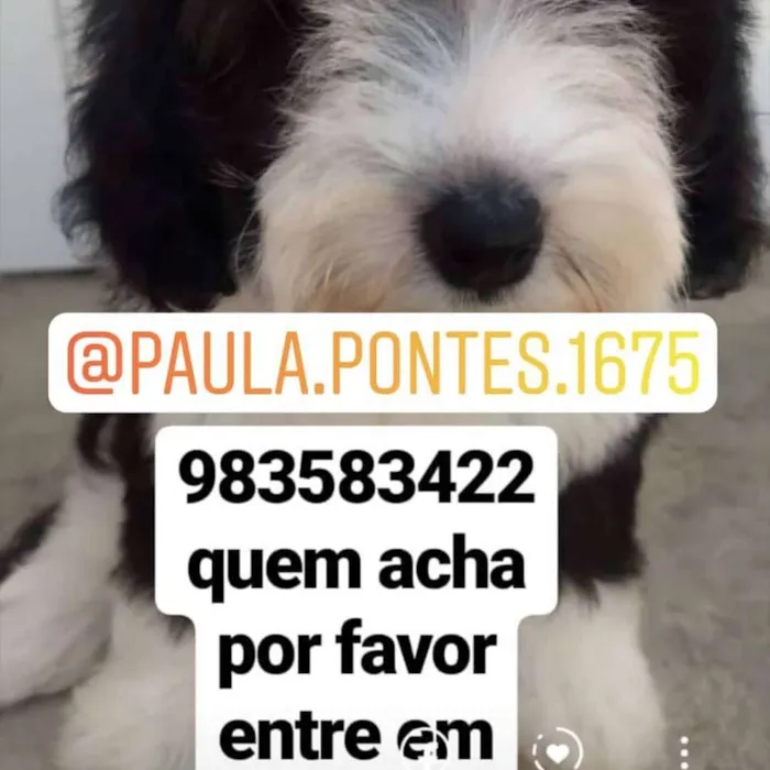 Cachorro ra a Pudou idade 2 a 6 meses nome Estrela