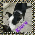 Cachorro raça Mestiça idade 2 anos nome Kiara