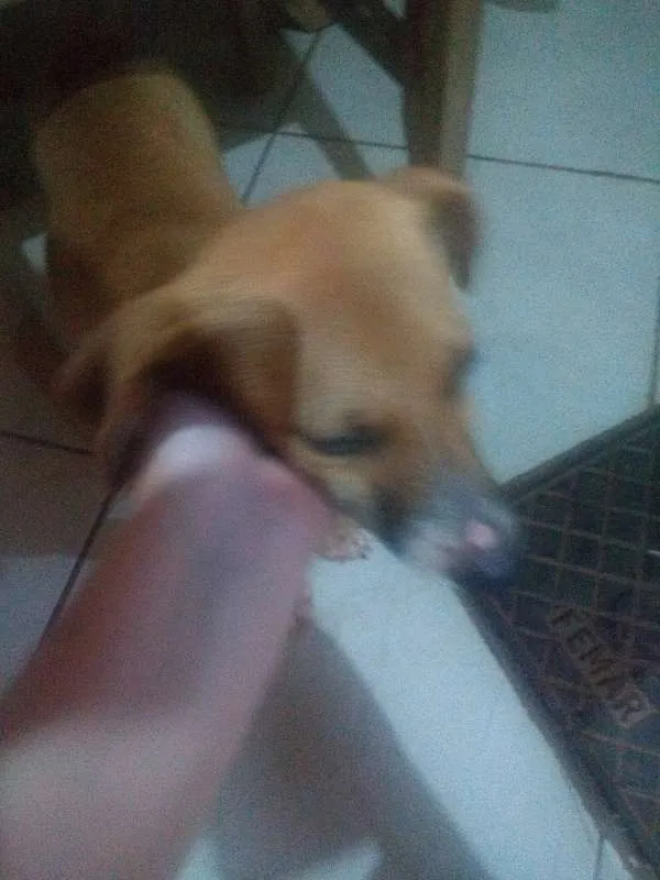 Cachorro ra a SRD idade 2 a 6 meses nome Marroquina 