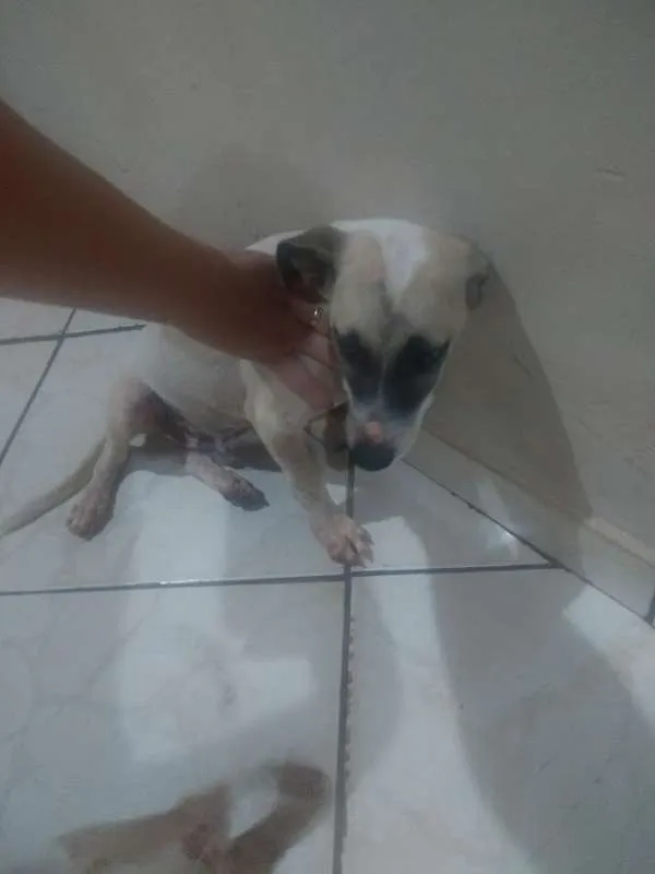 Cachorro ra a SRD idade 2 a 6 meses nome Francisco Benedito 