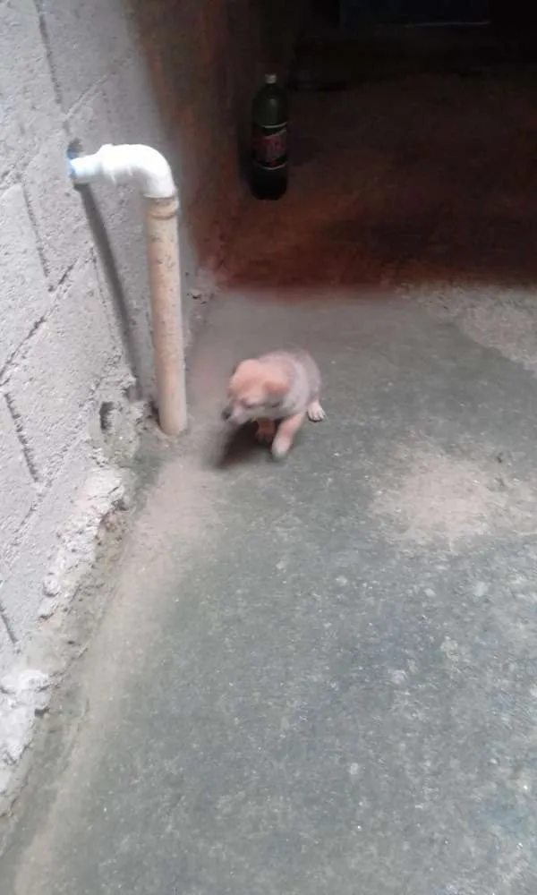 Cachorro ra a srd idade 2 a 6 meses nome tink 