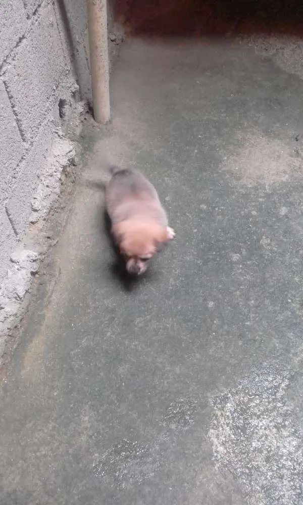 Cachorro ra a srd idade 2 a 6 meses nome tink 