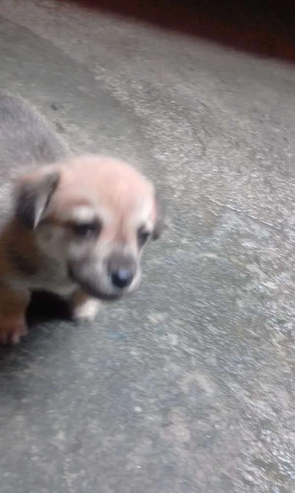 Cachorro ra a srd idade 2 a 6 meses nome tink 