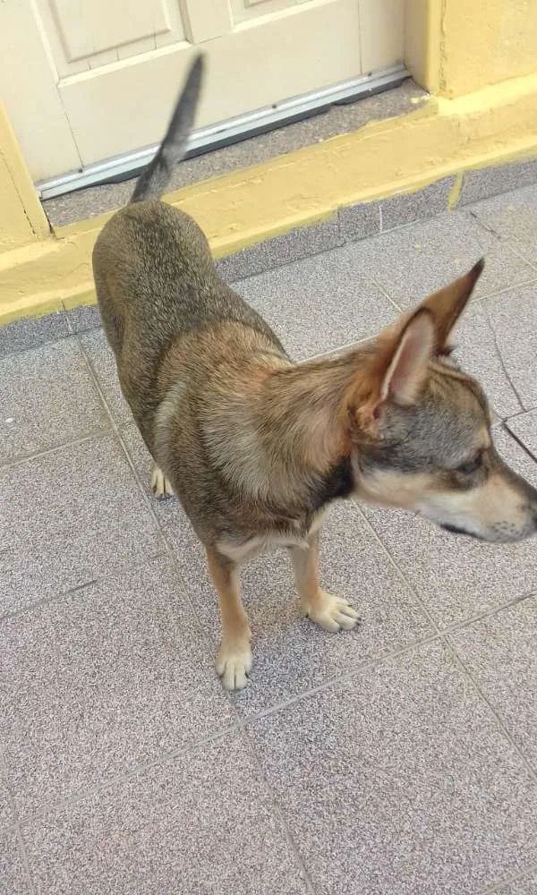 Cachorro ra a Misturado idade 1 ano nome Nick