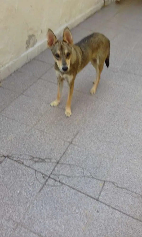 Cachorro ra a Misturado idade 1 ano nome Nick