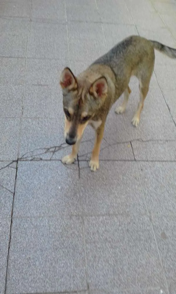 Cachorro ra a Misturado idade 1 ano nome Nick