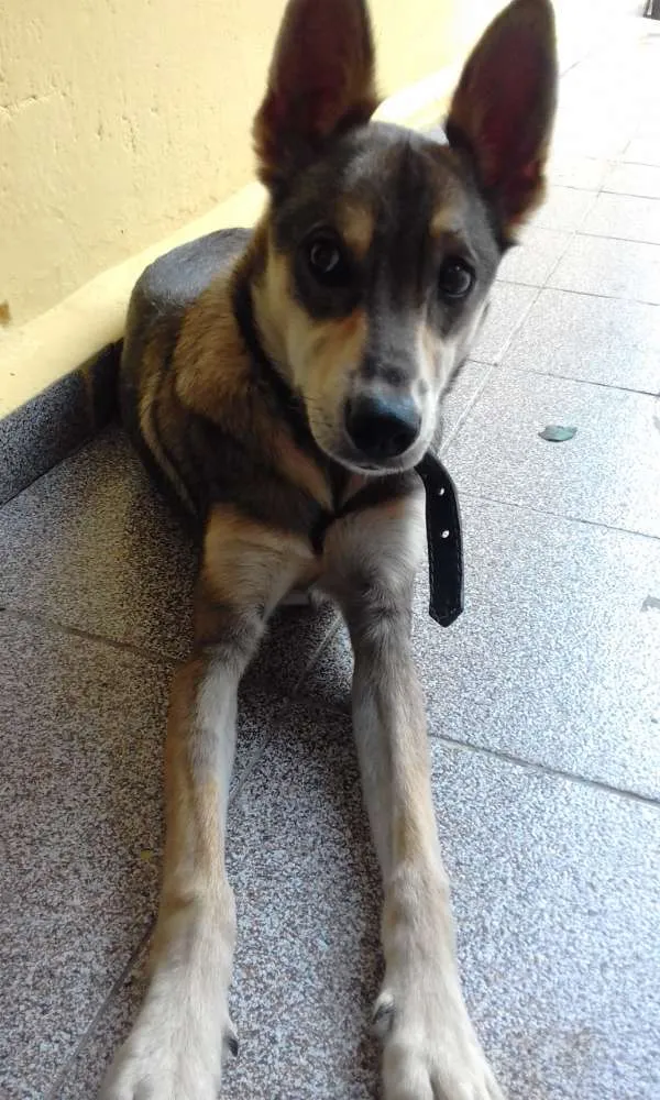 Cachorro ra a Misturado idade 1 ano nome Nick