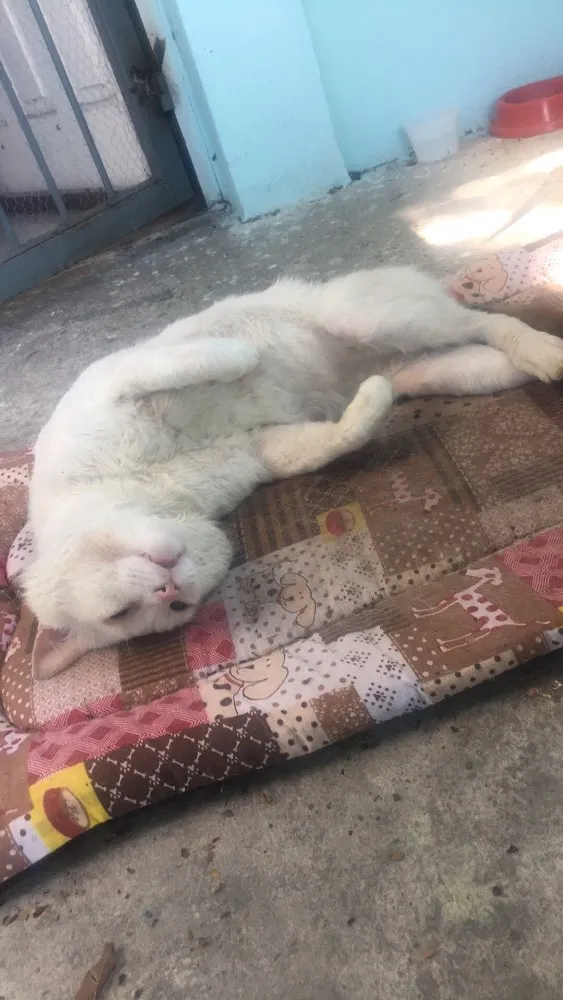 Gato ra a Não  idade 5 anos nome Mingao