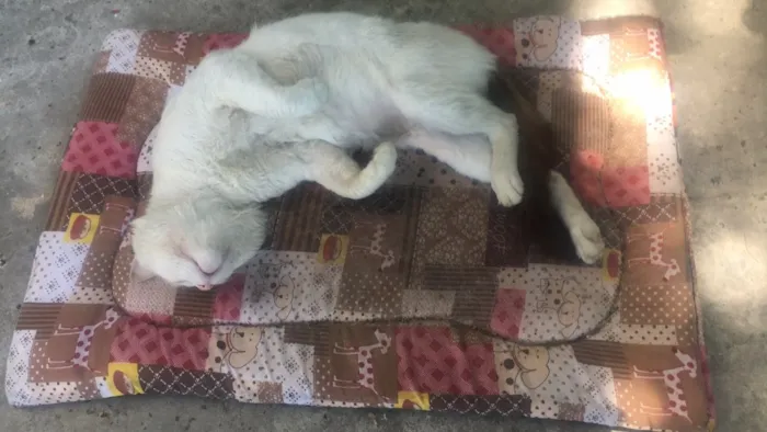 Gato ra a Não  idade 5 anos nome Mingao