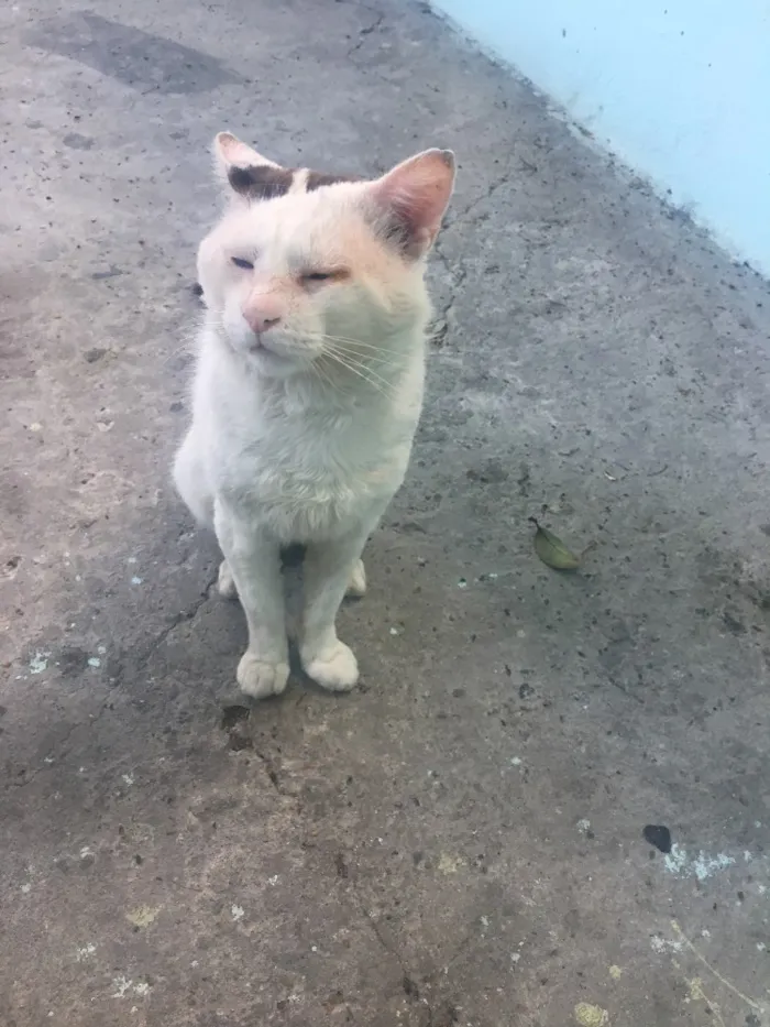 Gato ra a Não  idade 5 anos nome Mingao